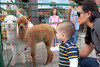 Landon with baby alpacas in Fort Collins
