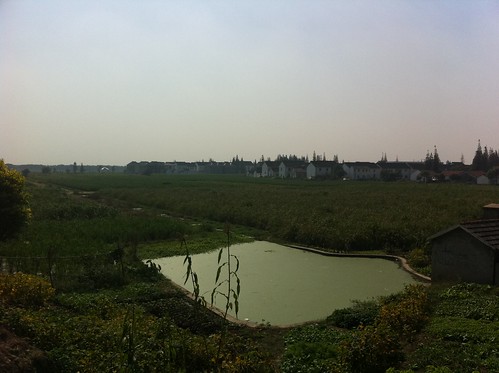 Rice fields on the inside of the dike, with a village in the background