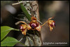 Bulbophyllum cuspidipetalum