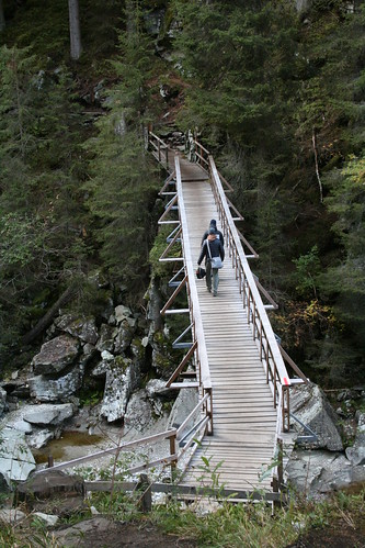 bridge to the woods