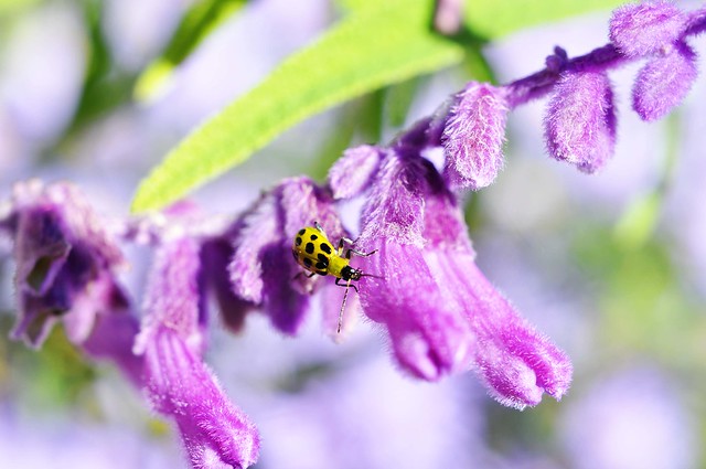 bug on purple