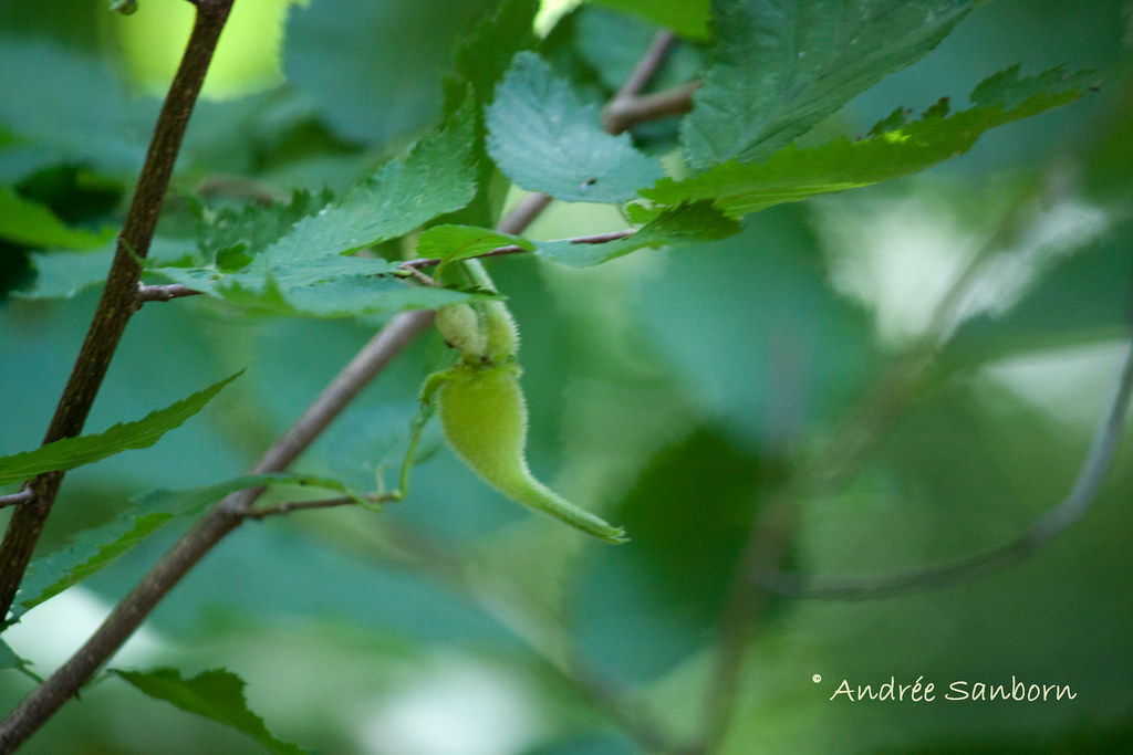 Eastern Beaked Hazel and Fruit (Corylus cornuta var. cornuta)-1.jpg