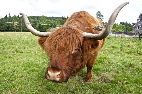 Kyloe (highland bull)