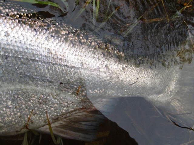 Oregon Salmon Fly Fishing 