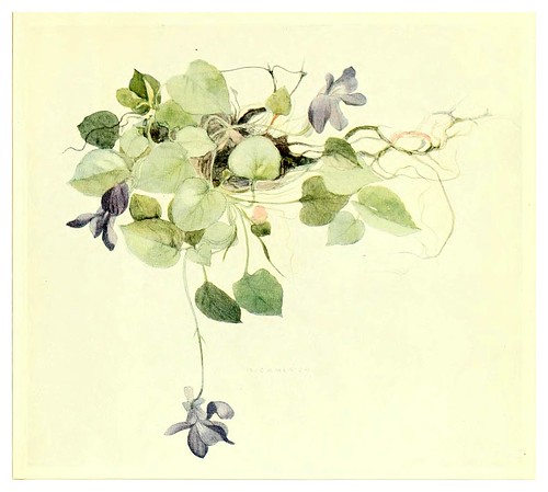 018-Violetas silvestres-The flowers I love 1917- Katharine Cameron
