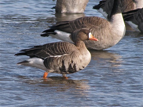 Greater White-fronted Goose at White Oak Park in Bloomington, IL 03