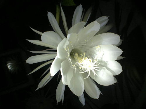 Night Flower - Nokia N8 - Wide Lens