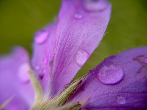 Flower on Macro Lens - Nokia N8
