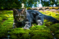 Katt pÃ¥ svalt mosstak som klÃ¤ttrar ner by johanmede, on Flickr