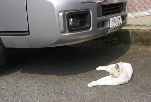 cat VS car