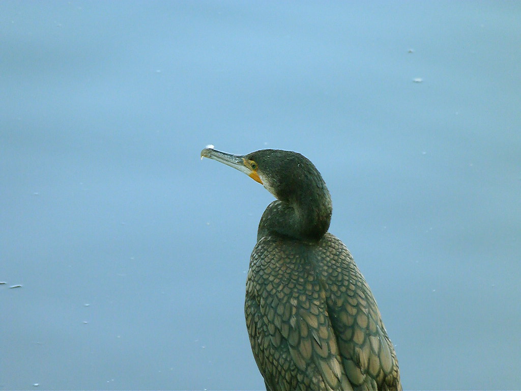 04-10-2011-cormorant