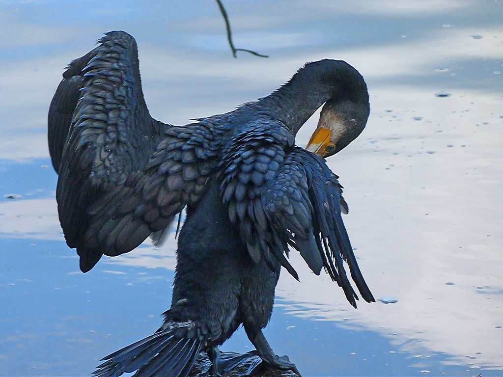 13-10-2011-cormorant-wont-b-joing-his-friends