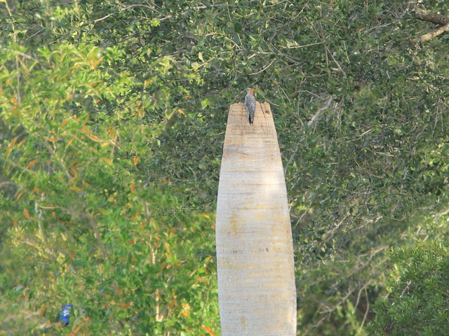 Red-bellied Woodpecker on Palm trunk 20111025