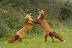 Fox fight