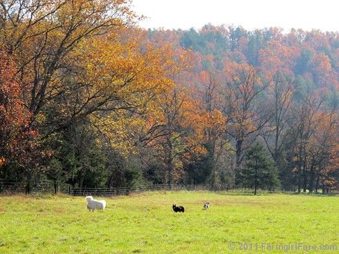 Rounding up the sheep surrounded by autumn color 2 - FarmgirlFare.com