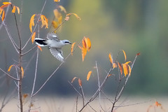 Northern Shrike DSC_7296 by Mully410 * Images
