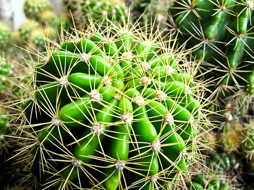 IMG_0196 Cactus