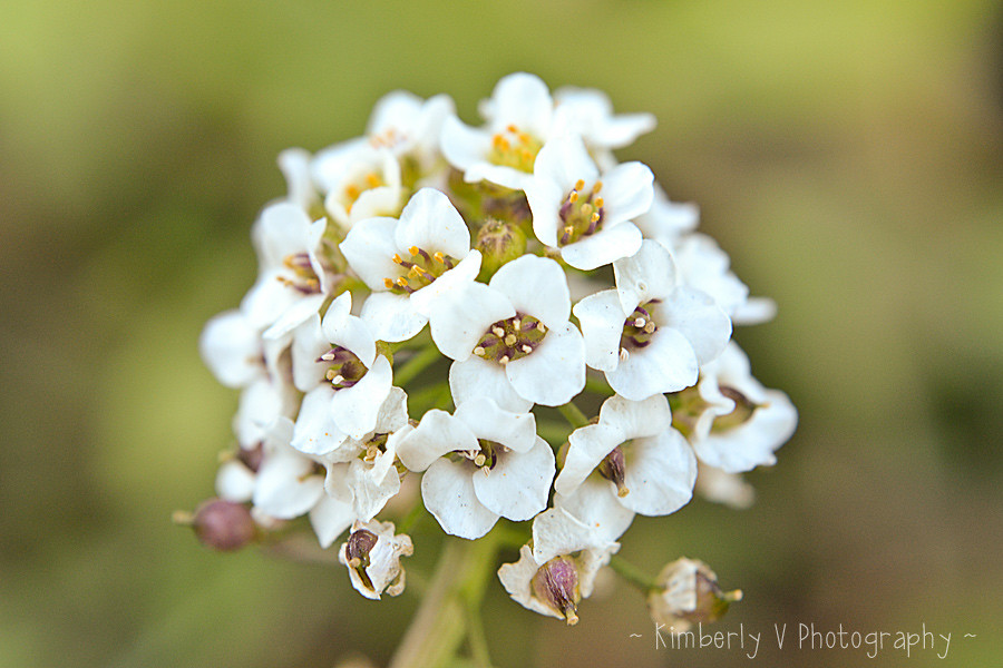 Macro-white-flower-EDIT2