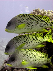 Sweetlips in a line