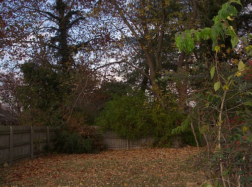 Leaves in the back yard_CRW_0001