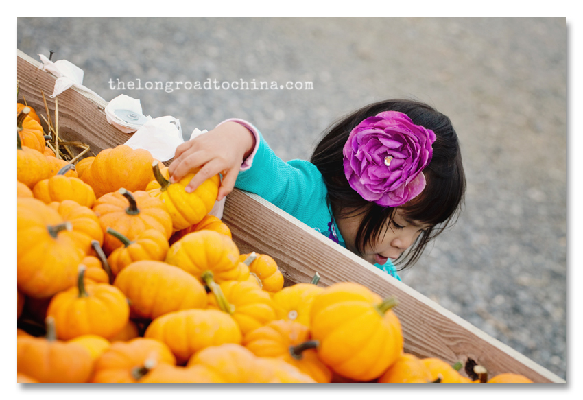 Picking Mini Pumpkins BLOG