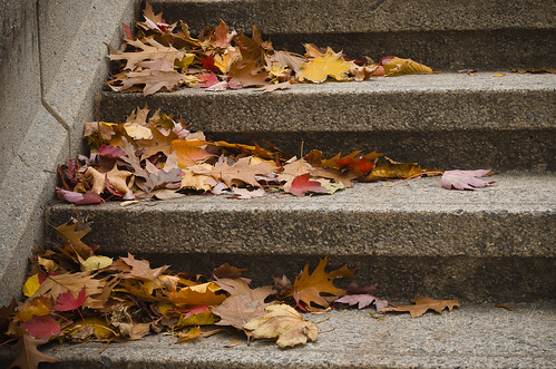 305:365 Leaves on the York Street Steps