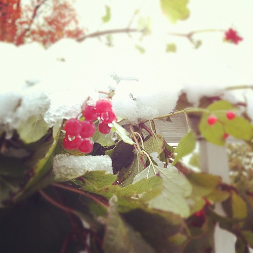 snow capped viburnum