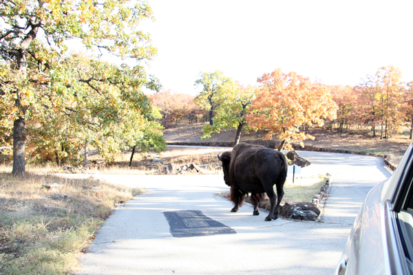 Bison at Woolaroc