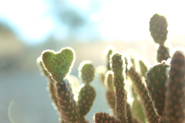 Cactus ♥ 