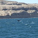 Puerto Madryn - Avvistamento Balene