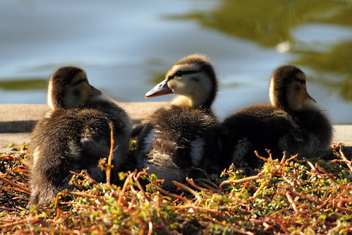 Mallard Ducklings in November