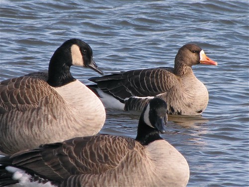 Greater White-fronted Goose at White Oak Park in Bloomington, IL 09