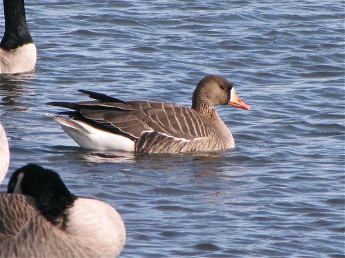 Greater White-fronted Goose at White Oak Park in Bloomington, IL 11
