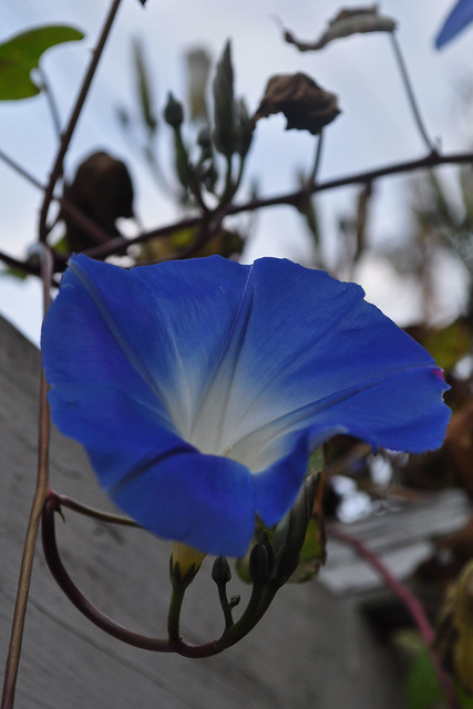 Ipomoea tricolor 'Heavenly Blue'