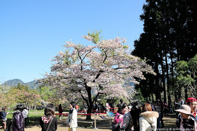 阿里山櫻花季65