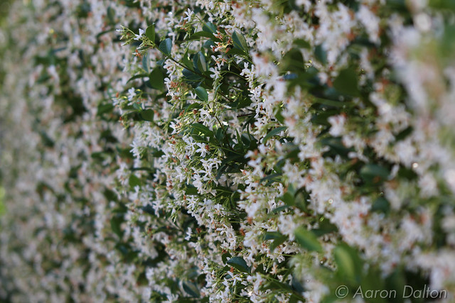 Honeysuckle Bush in Bloom