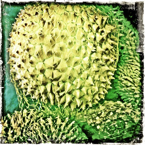 Durian (182/365) by elawgrrl