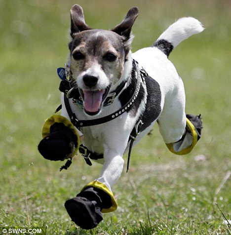 These boots are made for walkies Jaxs the terrier allergic to grass tries out his new shoes  1