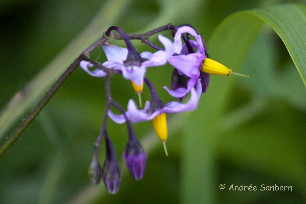 Woody Nightshade (Solanum dulcamara)-1.jpg