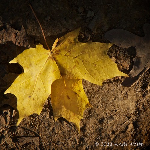 Autumn Leaf by andiwolfe