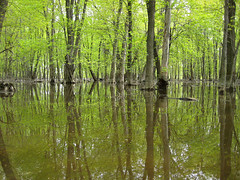 Parc de la Rivière-des-Mille-Îles, flooded woods, 22 May 2011