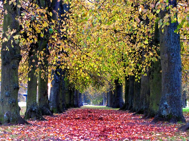 Autumn avenue.