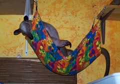Ori in the baby hammock