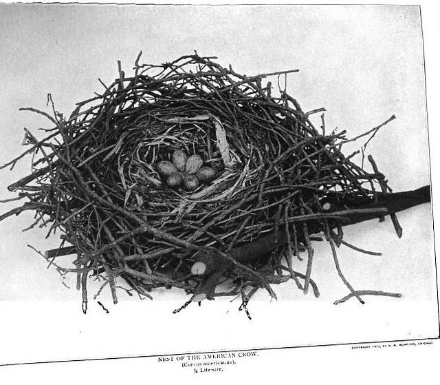 Crow Nest from Nature Neighbors - Audubon Magazine 1914