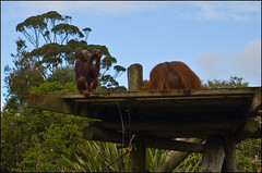 Auckland Zoo - Orangutans