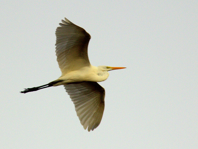 Great Egret in flight 20111103