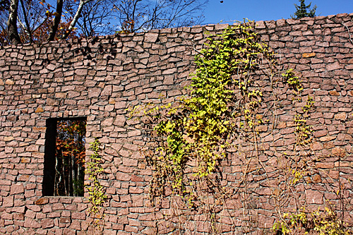 Wall-with-ivy