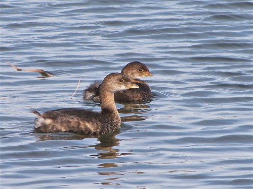 Pied-billed Grebe at White Oak Park in Bloomington, IL 09
