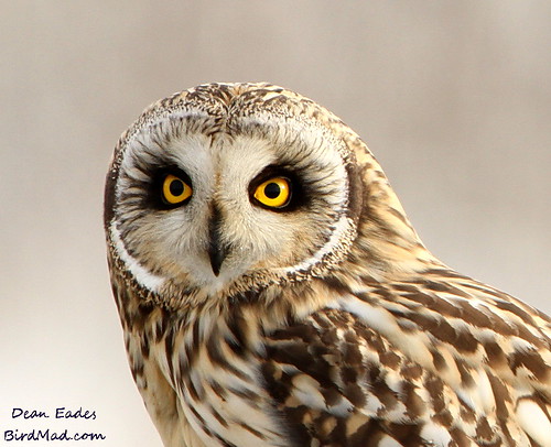 Short eared owl  by Dean Eades - BirdMad