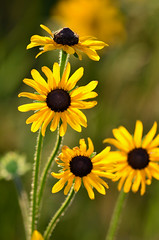 Black-eyed Susans DSC_8853 by Mully410 * Images